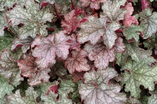 Heuchera 'Can Can' Heuchera 'Can Can'