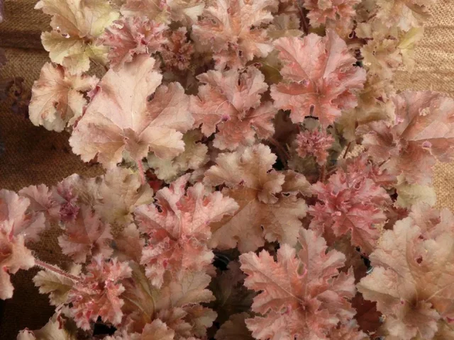 Heuchera 'Cappuccino' (Purpurglöckchen)