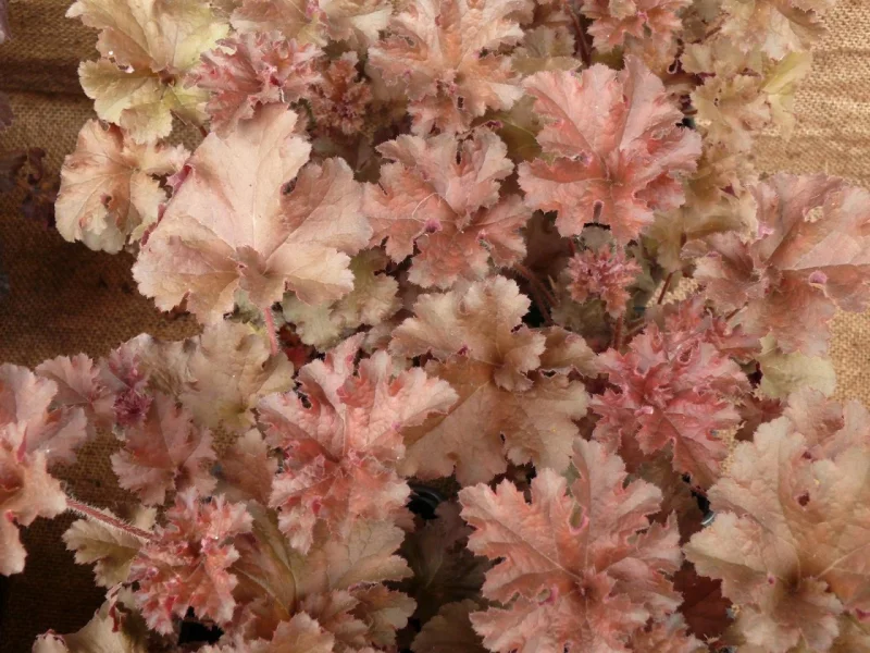 Heuchera 'Cappuccino'