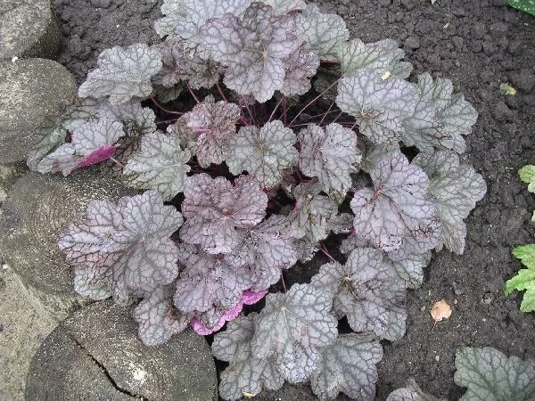 Heuchera 'Cascade Dawn' Heuchera 'Cascade Dawn'