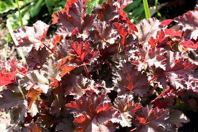 Heuchera 'Chocolate Ruffles' Heuchera 'Chocolate Ruffles'