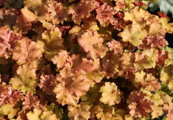 Heuchera 'Marmalade' Heuchera 'Marmalade'