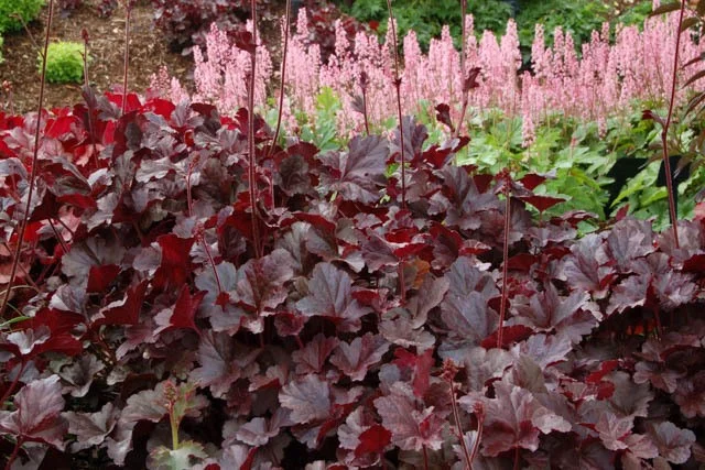 Heuchera 'Obsidian' Heuchera 'Obsidian'