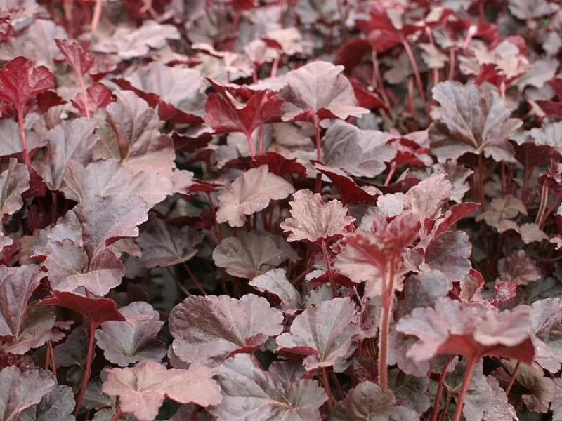 Heuchera 'Plum Pudding'