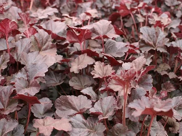 Heuchera 'Plum Pudding' Heuchera 'Plum Pudding'