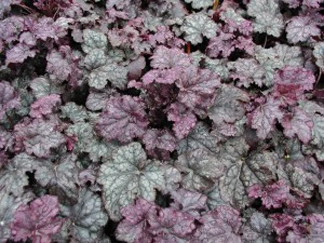 Heuchera 'Plum Pudding' Heuchera 'Plum Pudding'