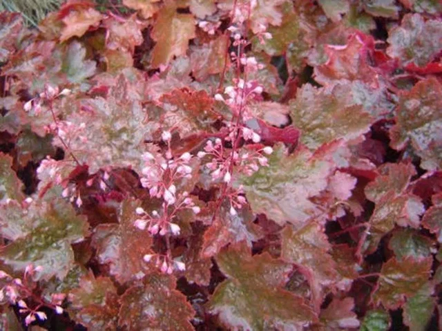 Heuchera 'Rachel' Heuchera 'Rachel'