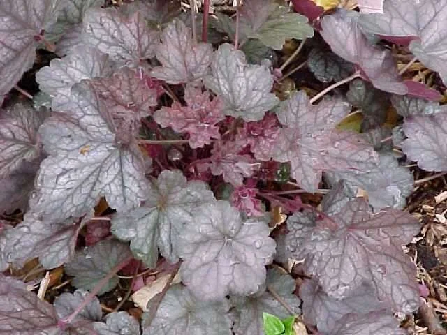 Heuchera 'Regina' Heuchera 'Regina'