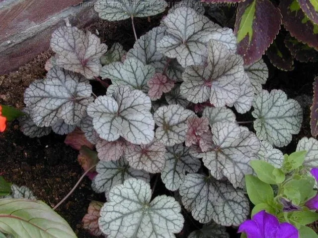 Heuchera 'Silver Scrolls' Heuchera 'Silver Scrolls'