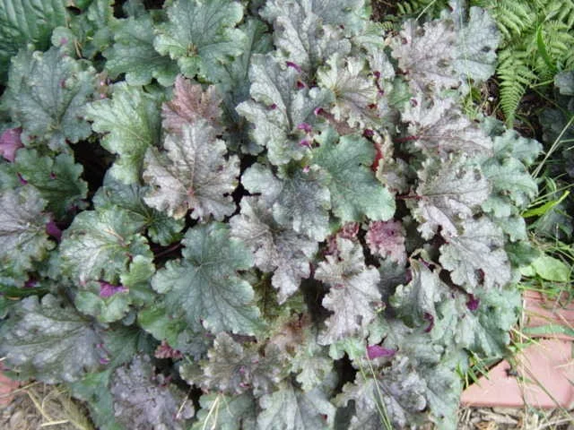 Heuchera 'Stormy Seas' Heuchera 'Stormy Seas'