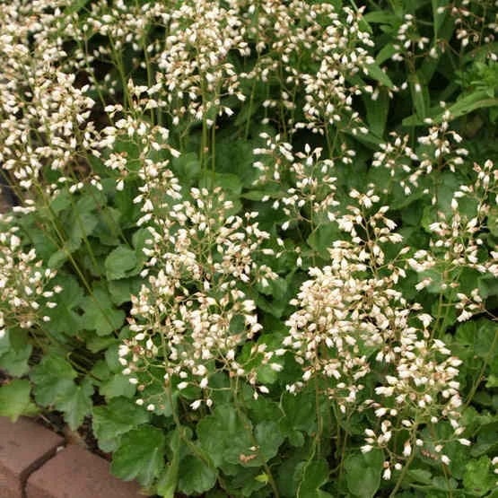 Heuchera brizoides 'Schneewittchen'