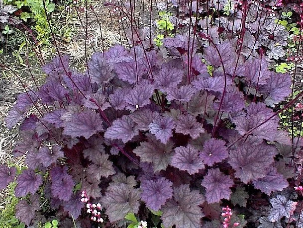 Heuchera Frosted Violet Heuchera Frosted Violet