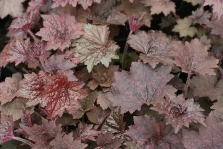 Heuchera micrantha 'Palace Purple'
