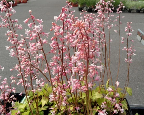 Heucherella alba 'Bridget Bloom'