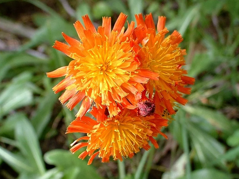 Hieracium aurantiacum