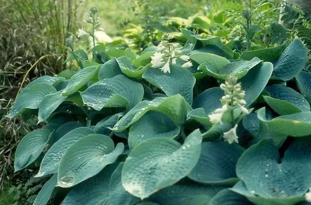 Hosta 'Big Daddy'