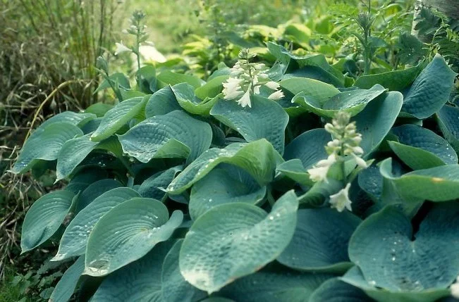 Hosta 'Big Daddy'