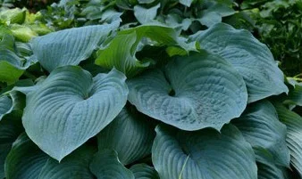 Hosta 'Blue Angel'