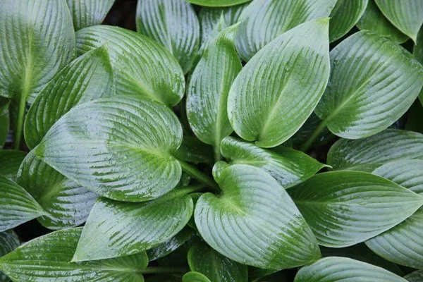 Hosta 'Devon Green'