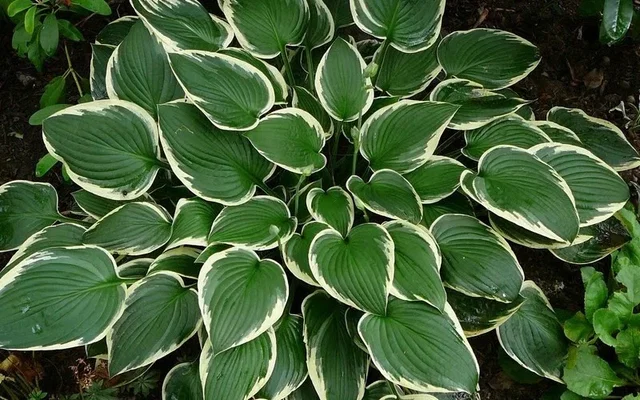 Hosta 'Francee'