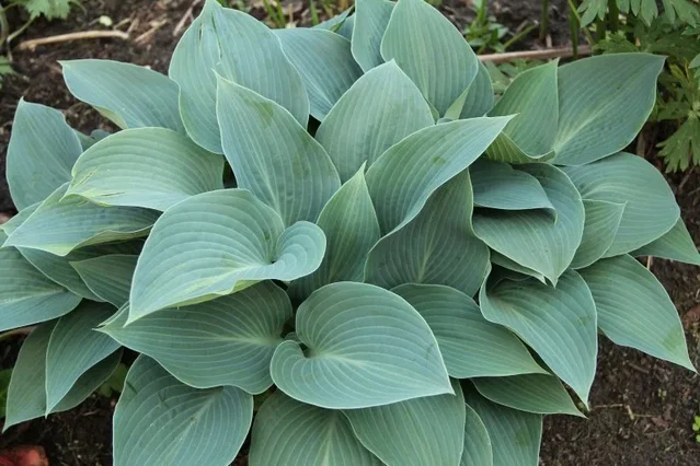 Hosta 'Halcyon'