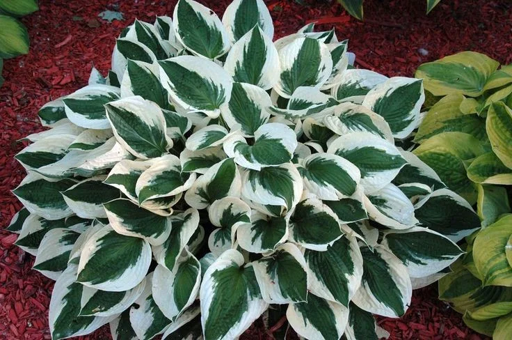 Hosta 'Patriot'