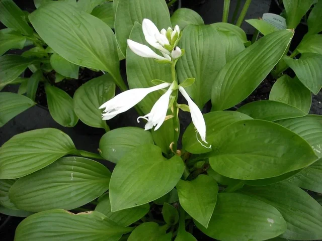 Hosta 'Royal Standard'