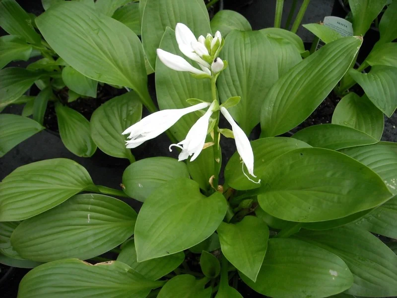 Hosta 'Royal Standard'