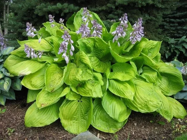 Hosta 'Sum and Substance'