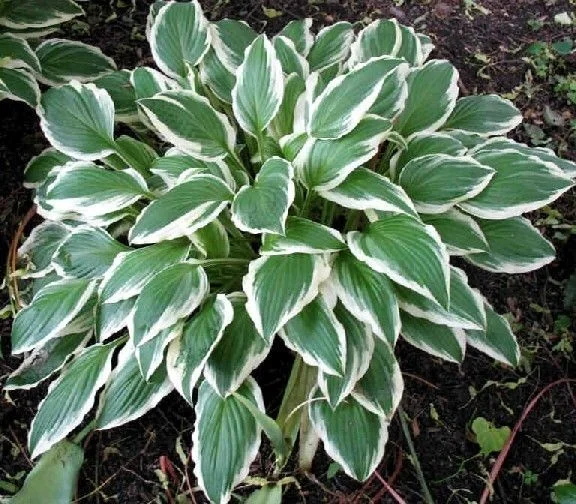 Hosta 'Undulata Albomarginata'