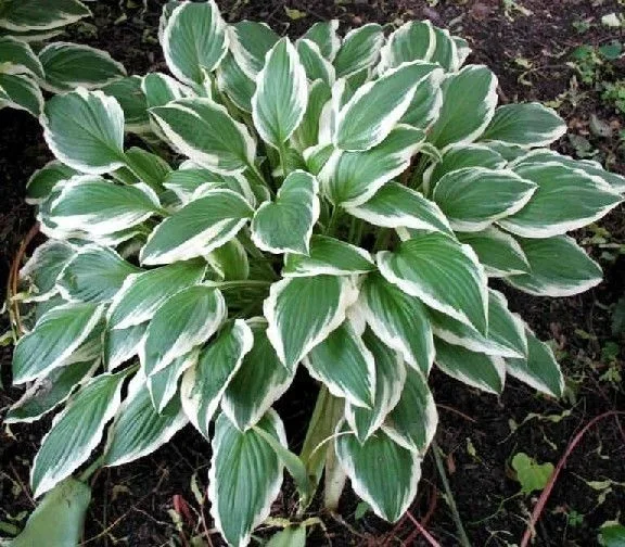 Hosta 'Undulata Albomarginata'