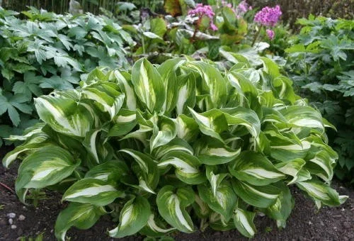 Hosta 'Undulata Mediovariegata'