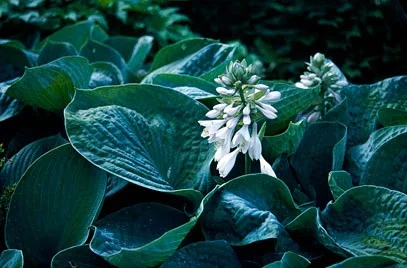 Hosta sieb. 'Elegans'