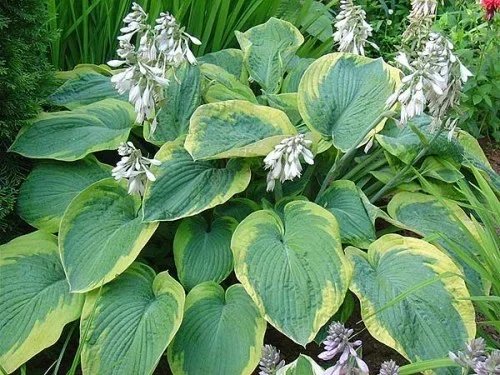 Hosta sieb. 'Frances Williams'