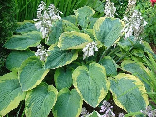 Hosta sieb. 'Frances Williams'