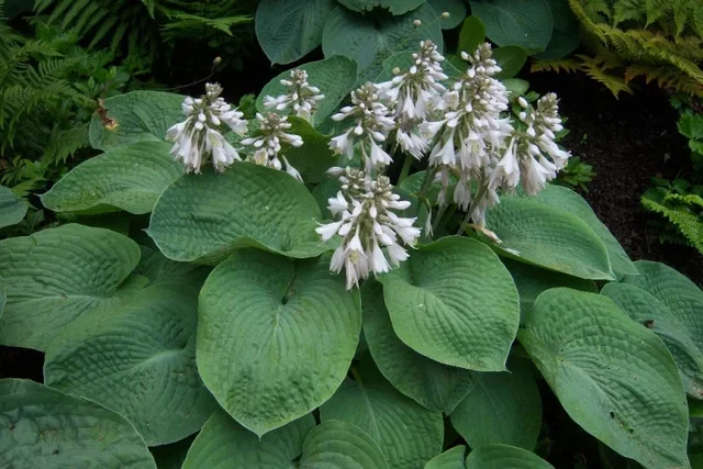 Hosta sieboldiana