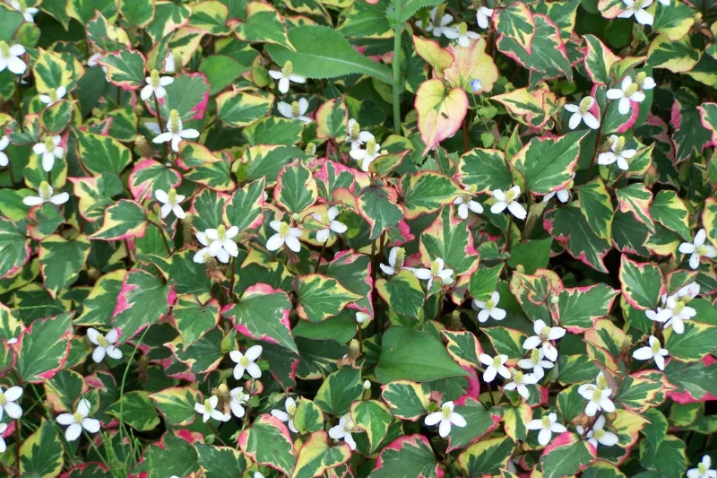 Houttuynia cordata 'Fantasy'