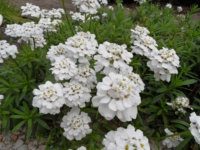 Iberis semp. 'Schneeflocke'