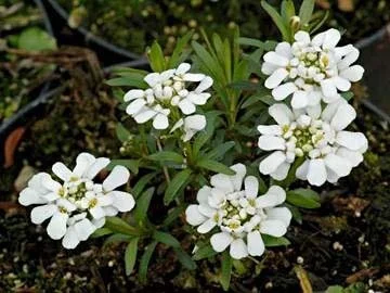 Iberis semp. 'Weisser Zwerg'