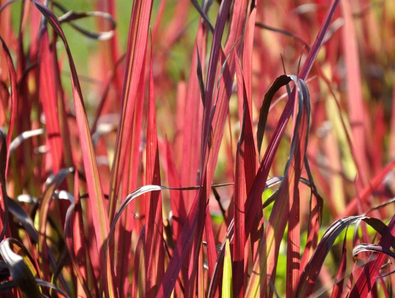 Imperata cylindrica 'Red Baron'-1