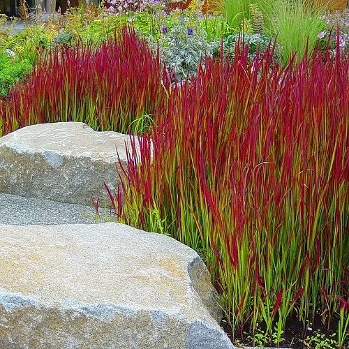 Imperata cylindrica 'Red Baron'-2