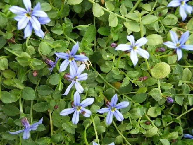 Isotoma fluviatilis