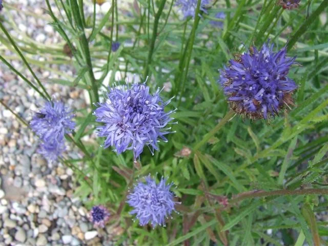 Jasione laevis