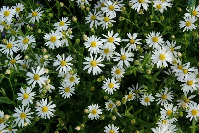 Kalimeris incisa 'Alba'