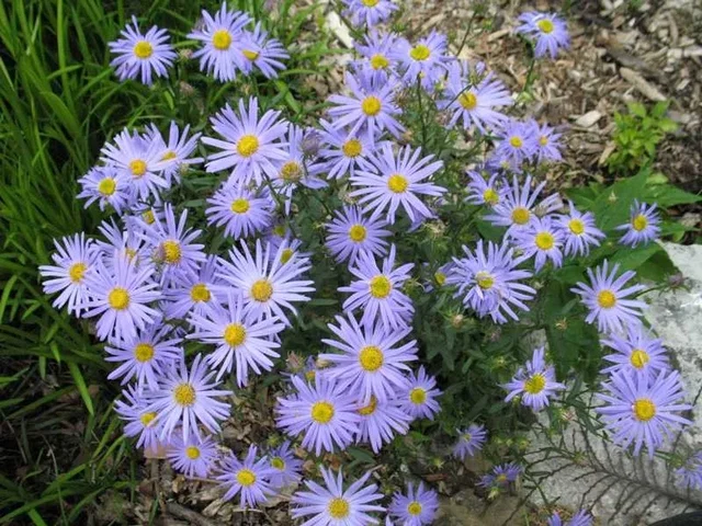 Kalimeris incisa 'Blue Star'