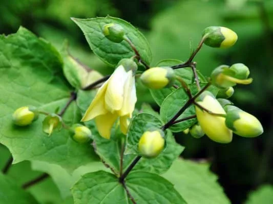 Kirengeshoma palmata