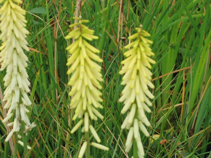 Kniphofia 'Little Maid'