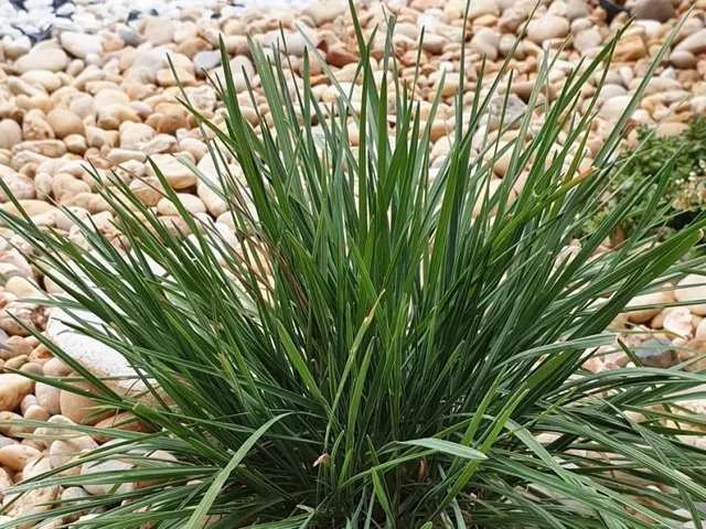 Koeleria glauca Koeleria glauca