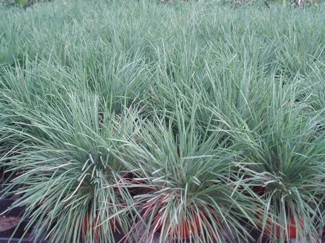 Koeleria glauca Koeleria glauca