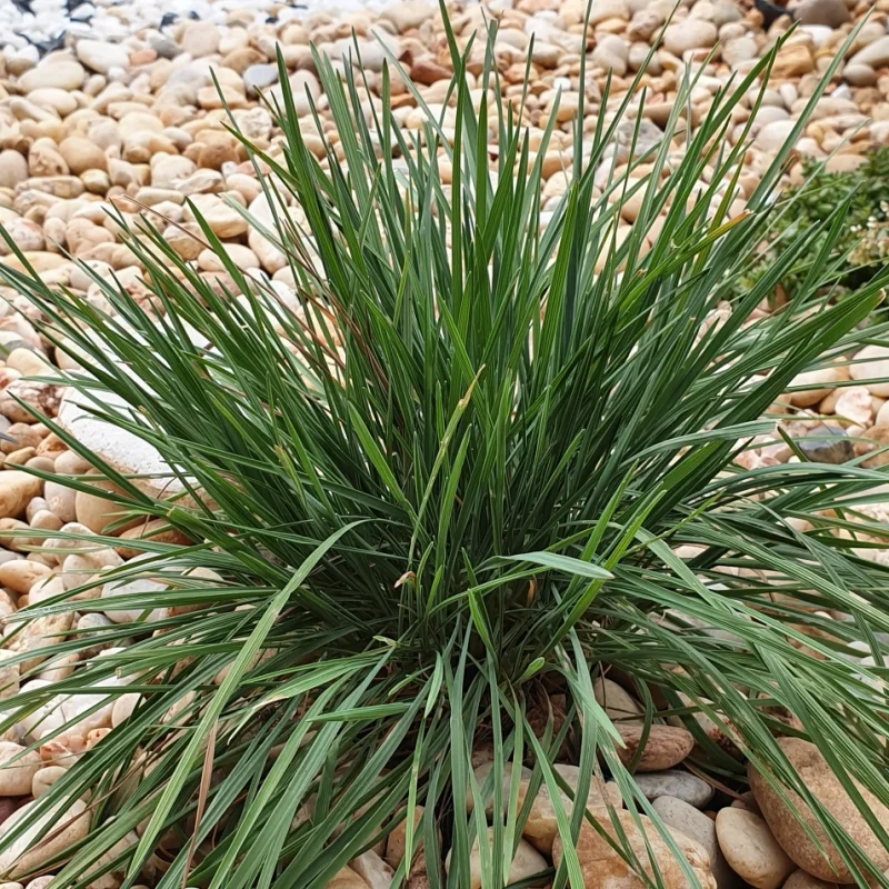 Koeleria glauca-3